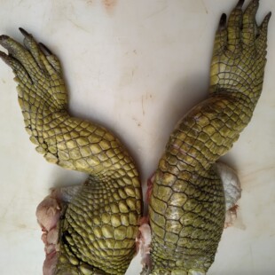 鳄鱼掌 新鲜鳄鱼掌 冷冻鳄鱼掌 鳄鱼掌 鳄鱼掌 鳄鱼掌