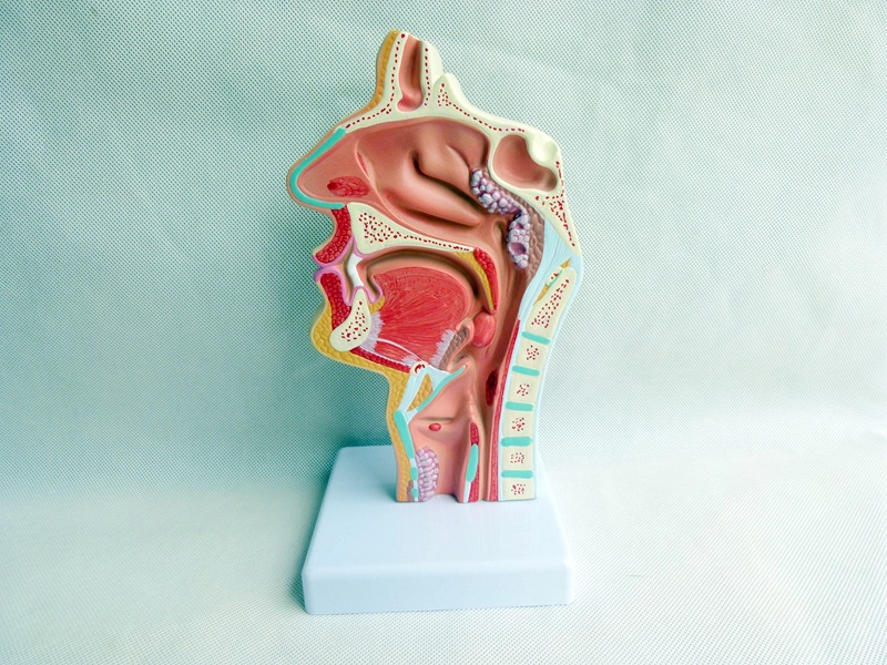 人体鼻腔口腔咽喉解剖 口鼻喉病理模型 耳鼻喉科模型 鼻部解剖