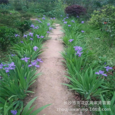 基地直销鸢尾草 蓝花鸢尾 水生黄花鸢尾 蝴蝶兰绿化苗木量大优惠