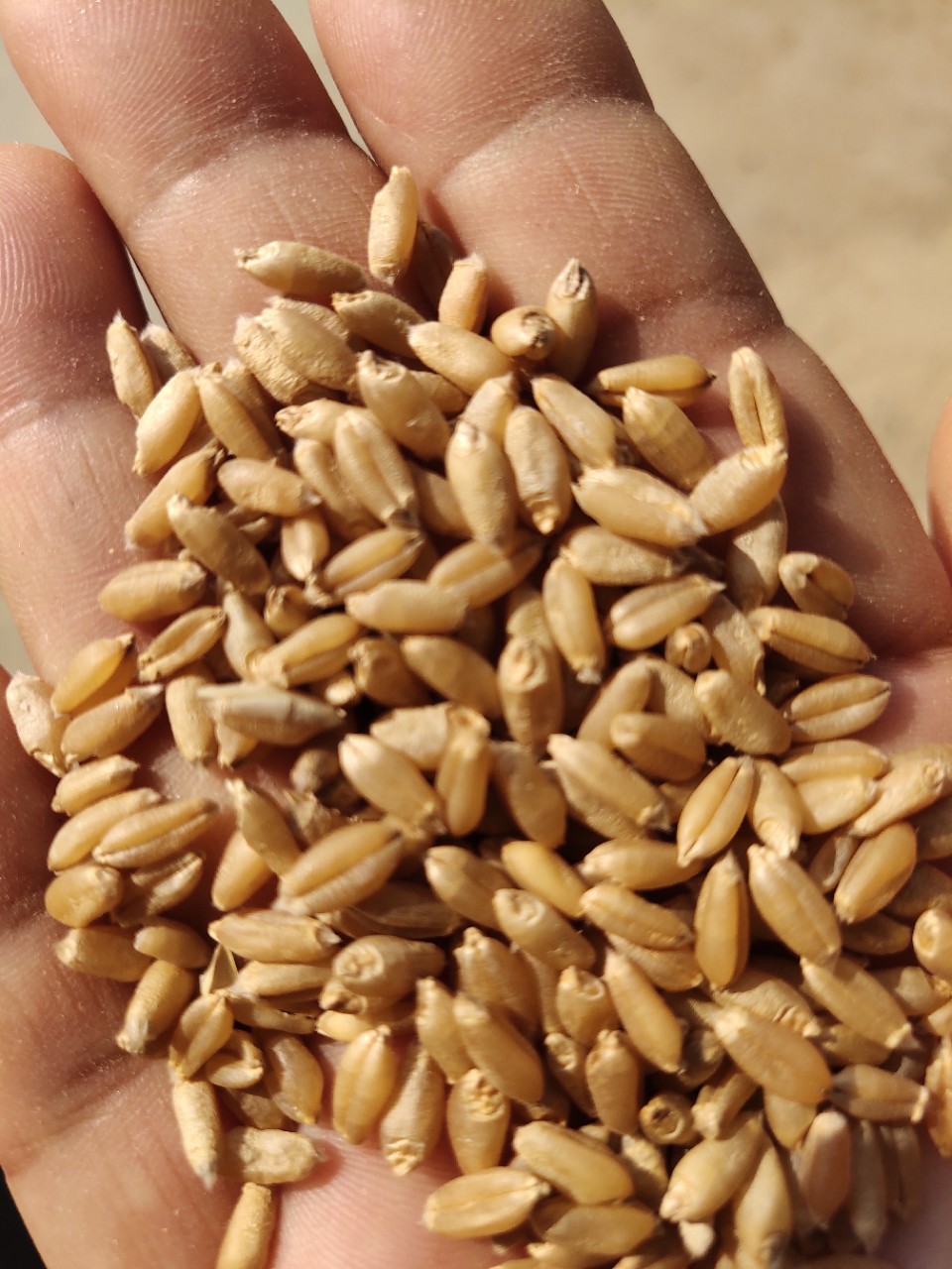 河南小麦 硬质红麦 冬小麦 各种五谷杂粮填充物