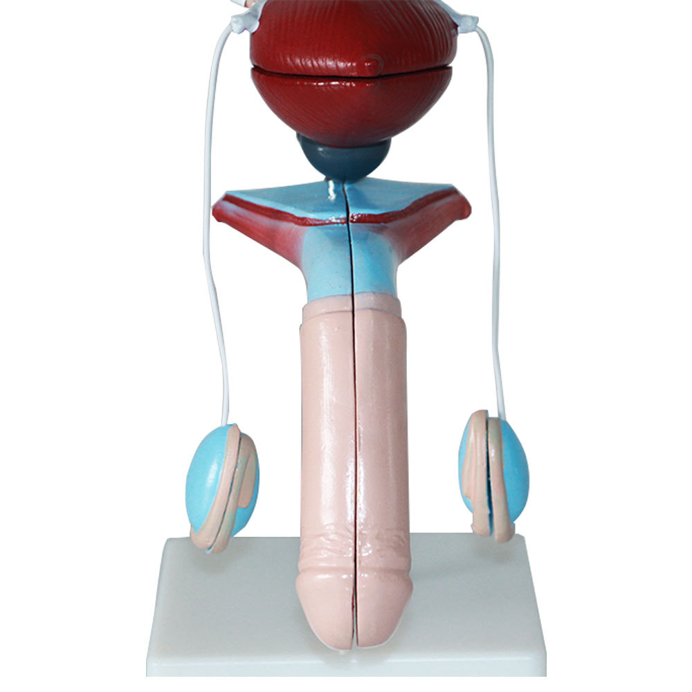 海医正品人体男性泌尿模型泌尿系统模型男科医用教学展示肾脏模型