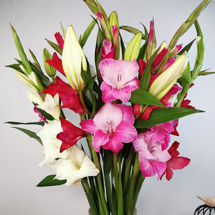 空运 剑兰10枝 百合10花头 云南高品质花卉鲜花花卉插花一件代发