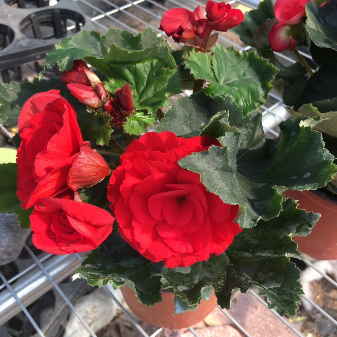 批发丽格海棠花 四季秋海棠花苗重瓣 室内观花植物观赏花卉盆栽-阿里