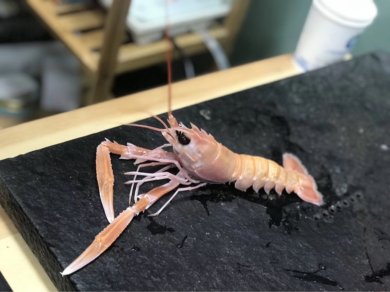 莫桑比克船冻鳌虾小龙虾ss刺身鳌虾日料自助餐拼盘刺身原材料批发