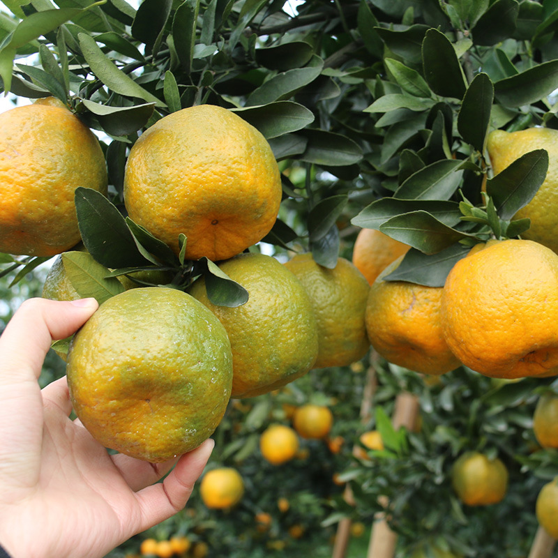 四川高山甜橘 水分充足,甜度高,口感好,老品种,上新试吃价 七