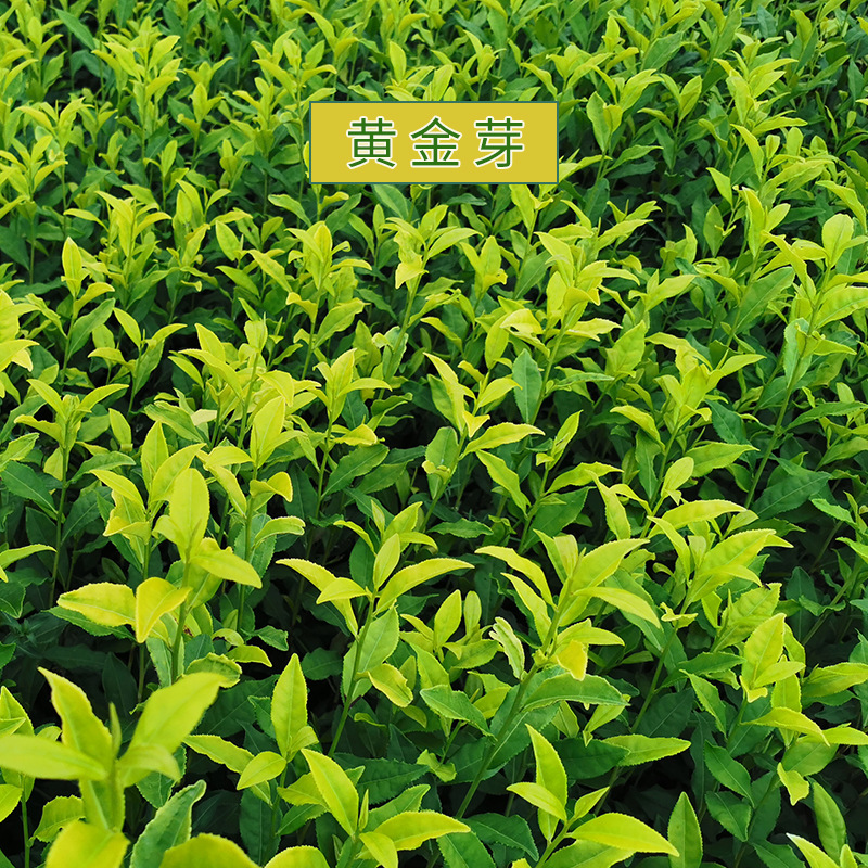 黄金芽新芽茶苗苗木绿茶 黄金芽茶苗批发 浙江产地供应-阿里巴巴