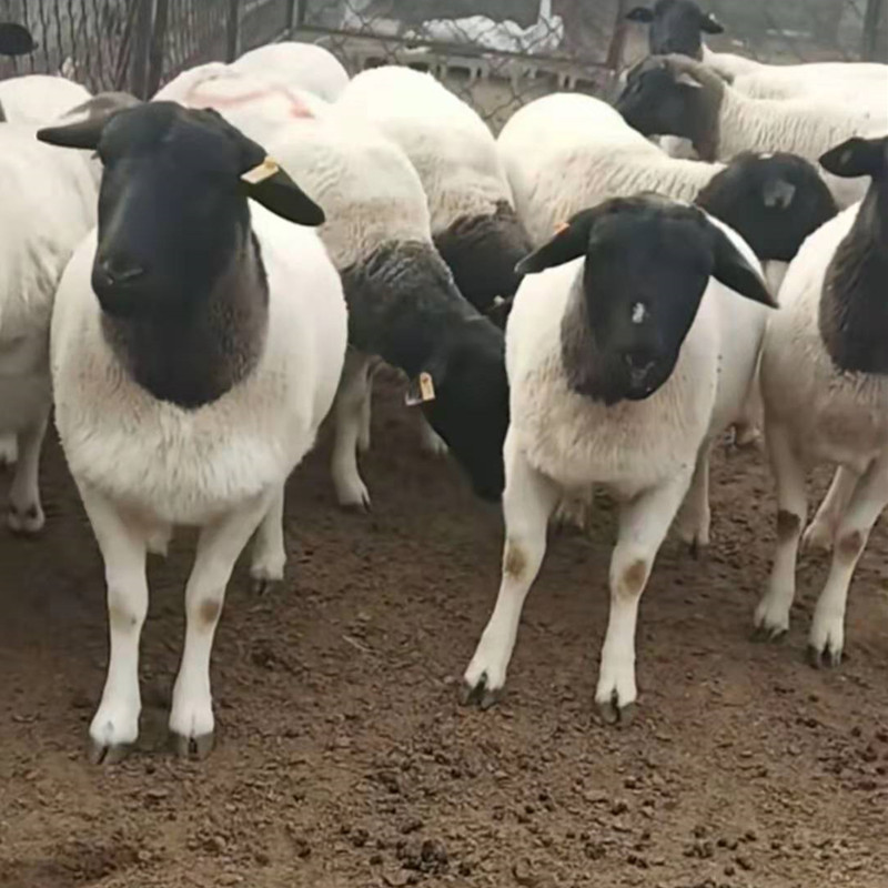 杜泊绵羊羊羔价格多少钱一只 母羊 种羊价格