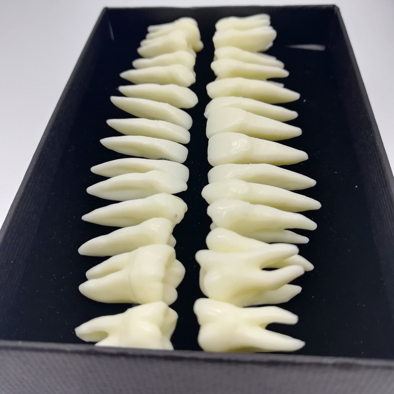 牙科28颗恒牙模型带牙根仿真离体牙模型牙齿模型单色解剖模具