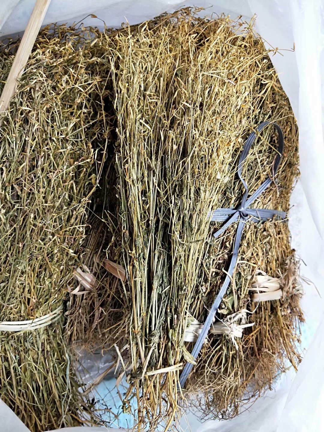 野生中药材鸡心黄 鸡心王 鸡心草