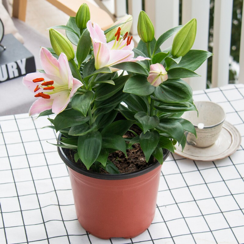 香水百合花盆栽盆景庭院阳台办公室桌面植物四季开花绿花卉带花苞