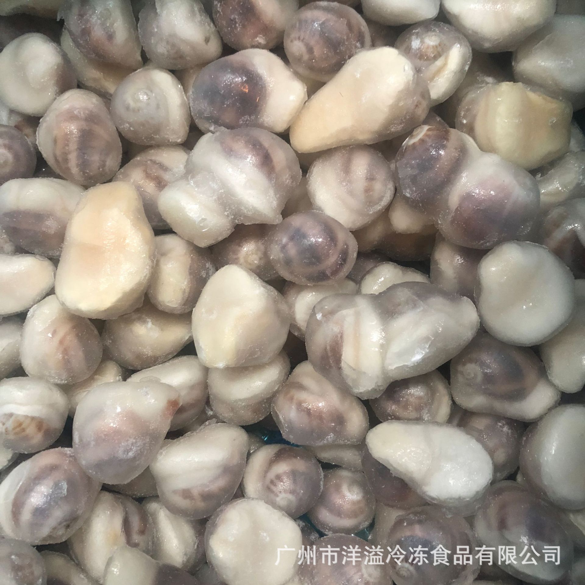 珍珠鲍螺 冷冻 螺头肉 珍珠半壳小螺头 珍珠鲍螺 自助餐食材