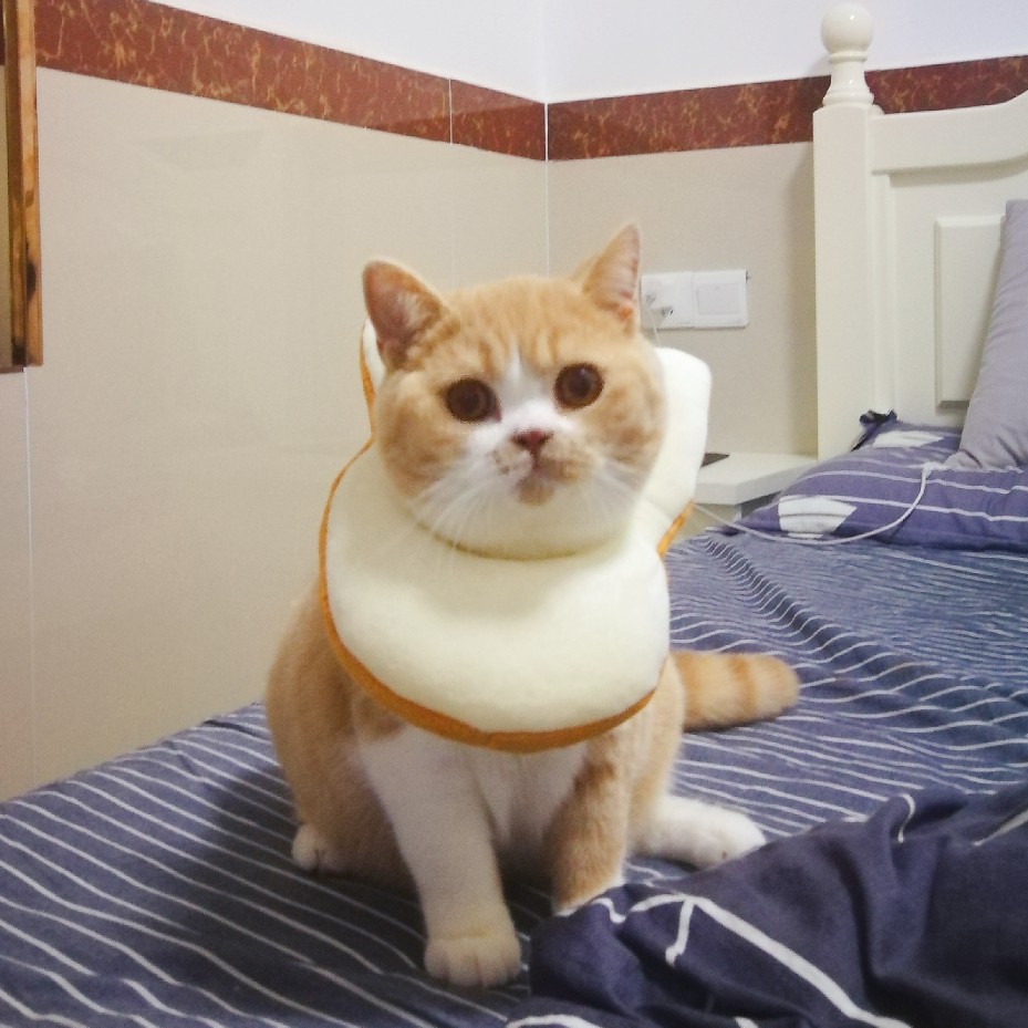宠物猫咪头套吐司头套英短布偶橘猫可爱面包片卡通头套