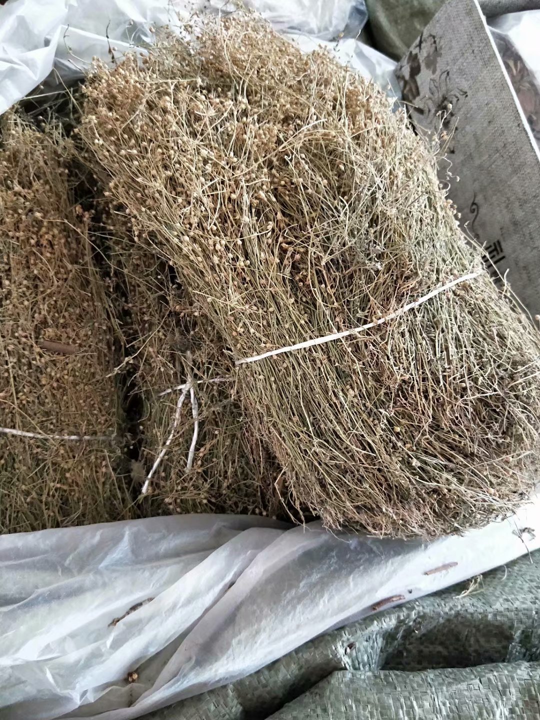 野生中药材四叶莲 田字草 四合莲