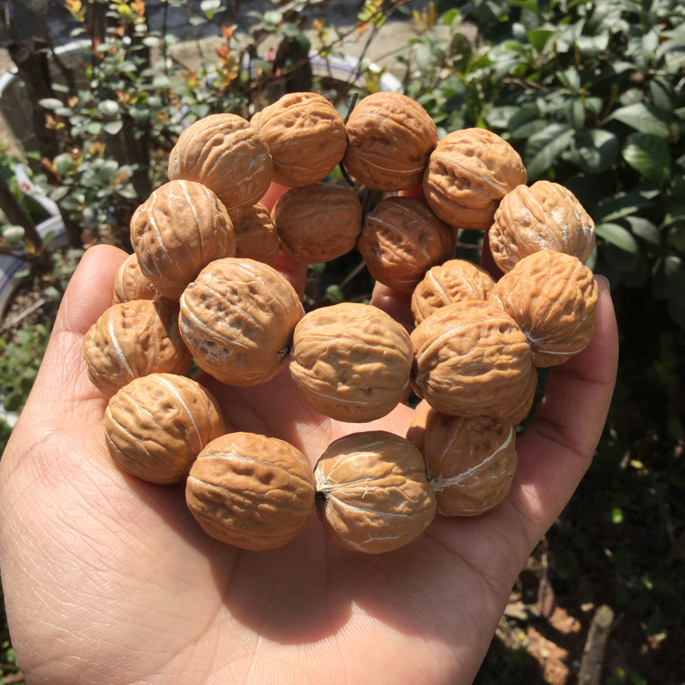 天然野生小核桃手串 文玩麻核桃手链 原色秋子小核桃约22mm