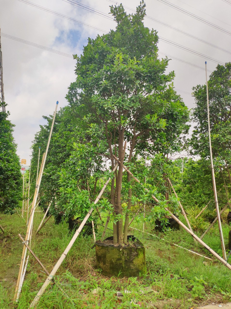 908供应 多杆 丛生和顺树 3-4米高袋苗 容器苗 四季常青 基地直销