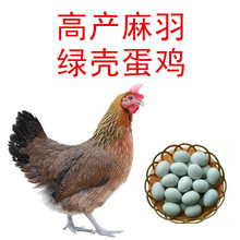 优质高产麻羽绿壳蛋鸡厂家批发,高产麻羽绿壳蛋鸡价格