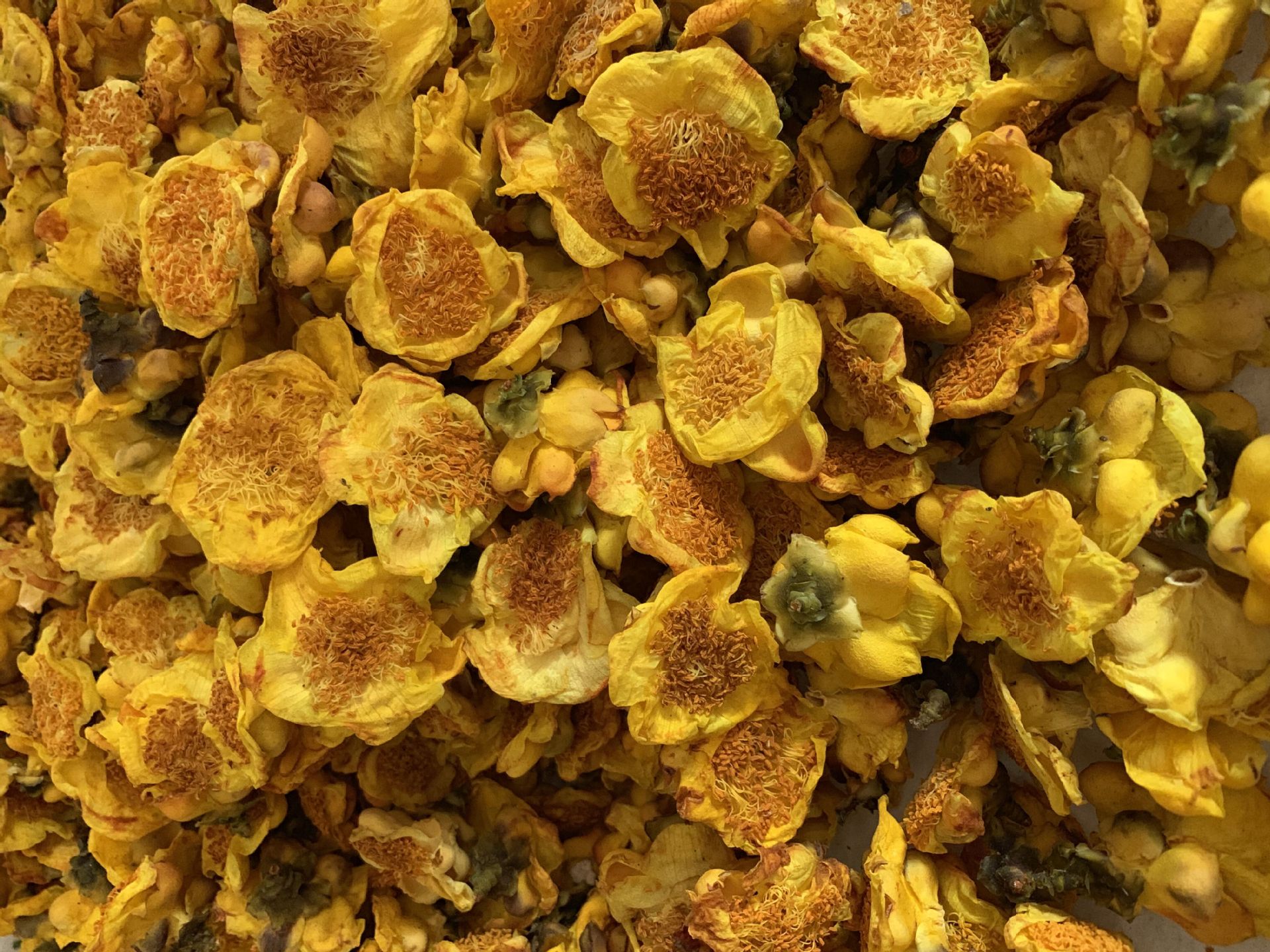 批发散装野生正宗十万大山金花茶广西防城港金花茶烘干花现货