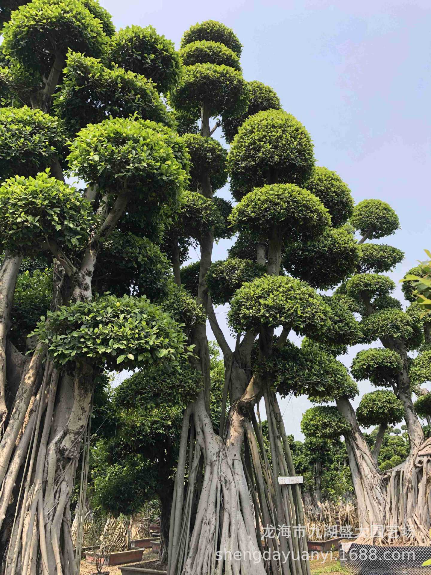 四川造型小叶榕桩景 批发精品小叶榕树桩 福建小叶榕桩头价格