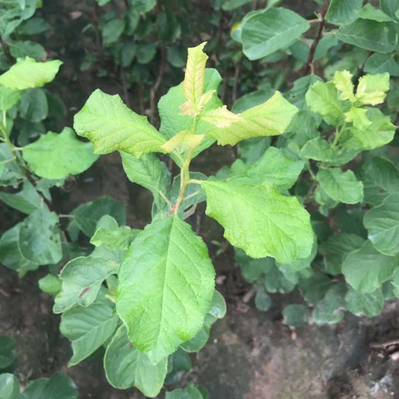 基地嫁接西梅树味道香甜南北方种植法兰西西梅树红西梅树根系发达