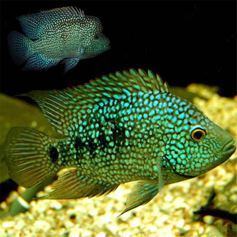 德州豹鱼活体大型热带观赏鱼活体绿巨人鱼水族批发包活