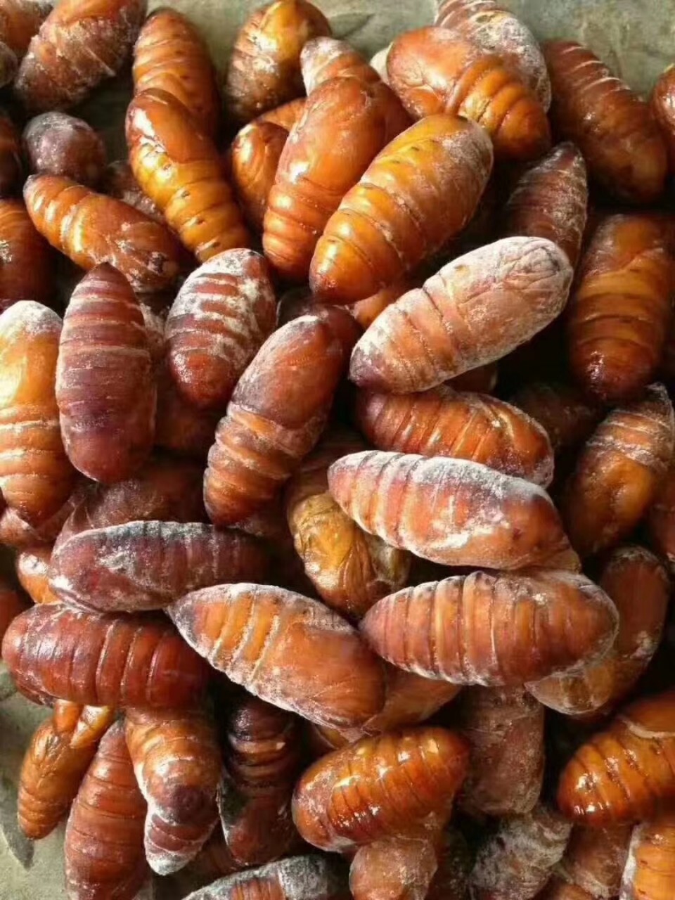 批发供应冷冻大蚕蛹10斤装每袋大黄蛹顺丰一件代发