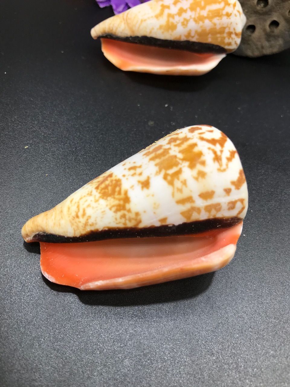 45厘米红口螺天然贝壳海螺批发鱼缸水族造景