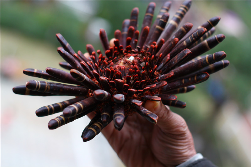 热卖天然海螺贝壳海菊花石笔海胆海葵花橱窗摆设地台珊瑚海星墙贴