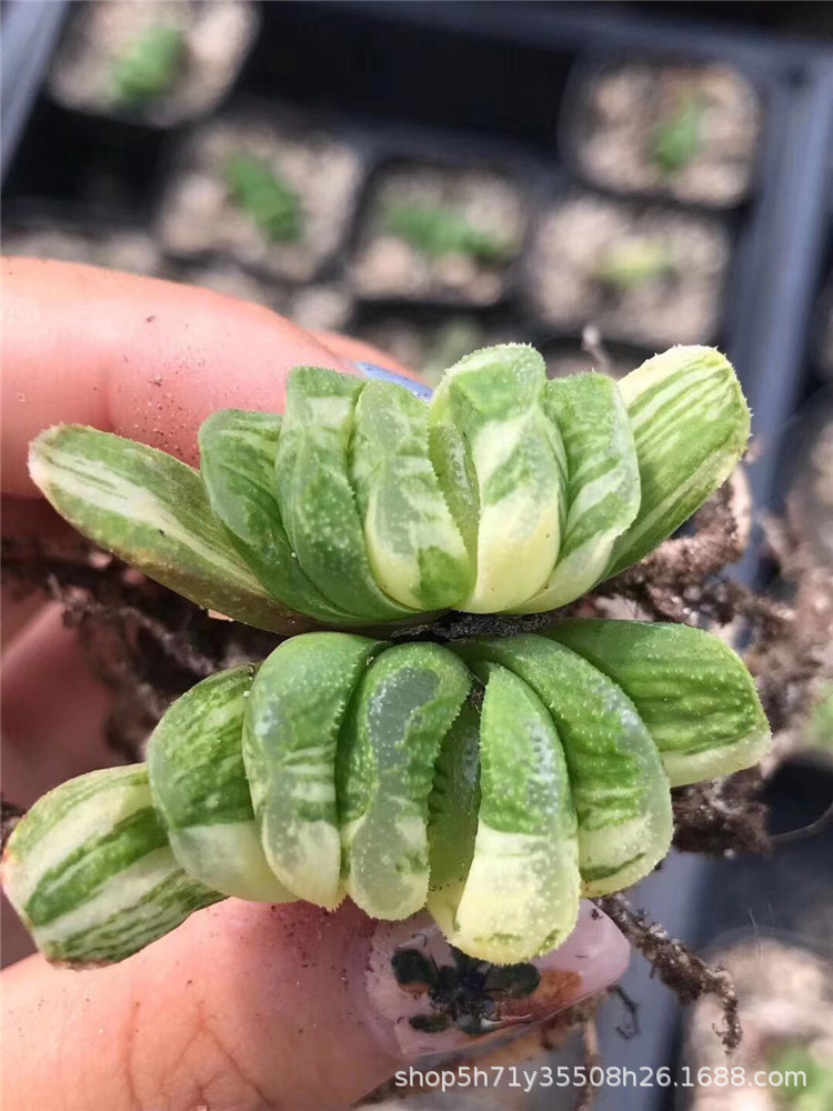 004大棚多肉植物十二卷属批发玉扇锦单头多肉品种状态实拍发