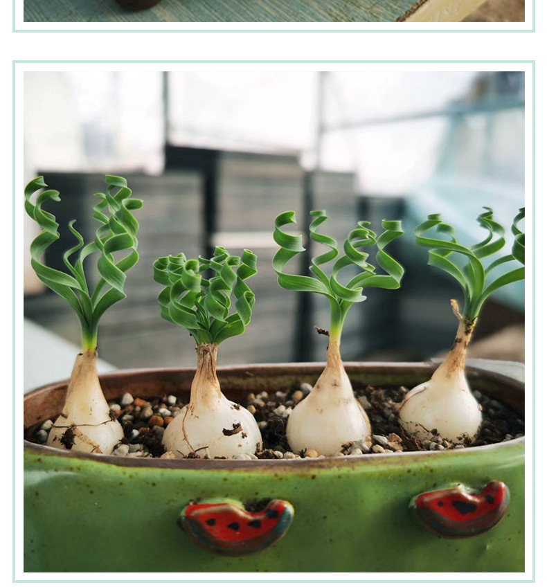 球根多肉发卷,宽叶弹簧草 绵羊卷 1-2cm球茎多肉植物基地批