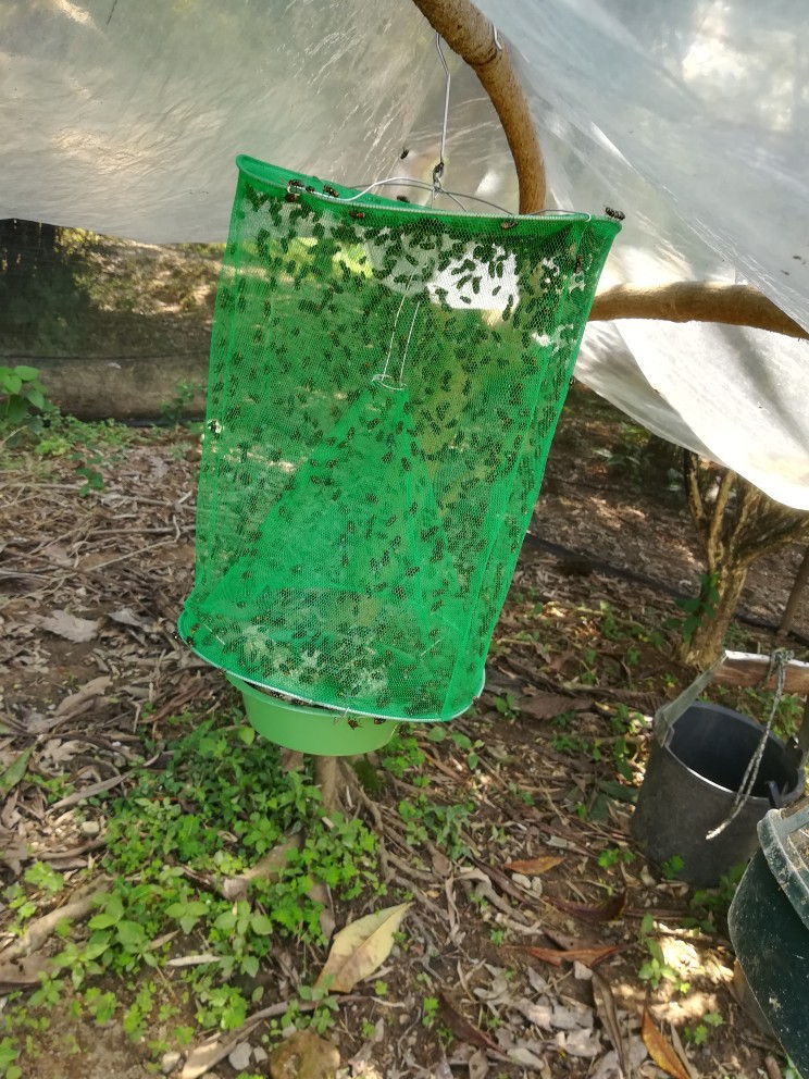 灭蝇笼 捕蝇笼 苍蝇笼 诱蝇笼 绿网苍蝇笼 绿色款苍蝇笼