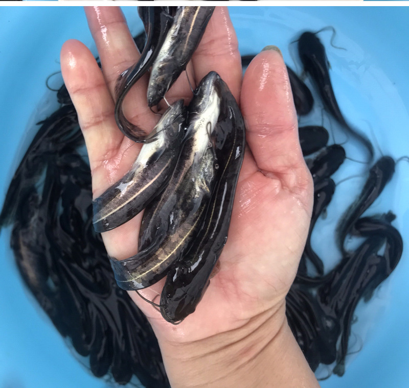 粤强丰水产厂家直销 南方大口鲶鱼苗杂交鲶鱼苗 长江大口鲶鱼苗批发