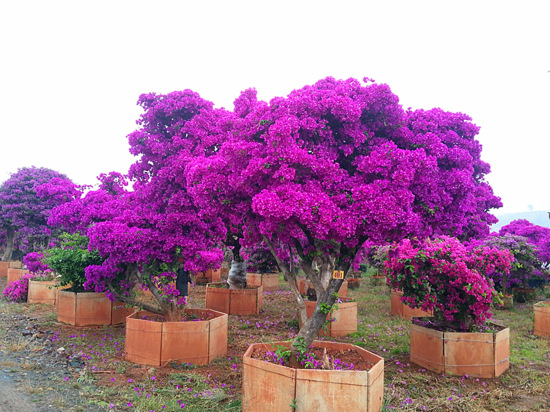 成都大量批发各规格三角梅其他苗木品种,价格优惠,品种齐全