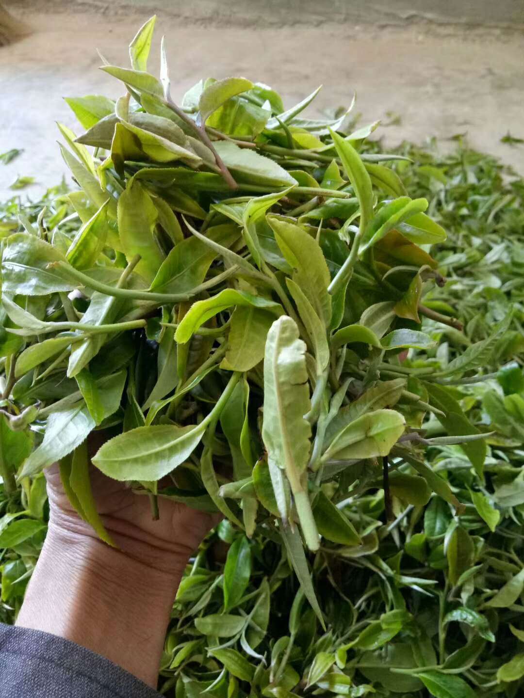 2020春茶普洱茶生茶 坝糯古树藤条茶 杯底留香 云南茶叶500克可定