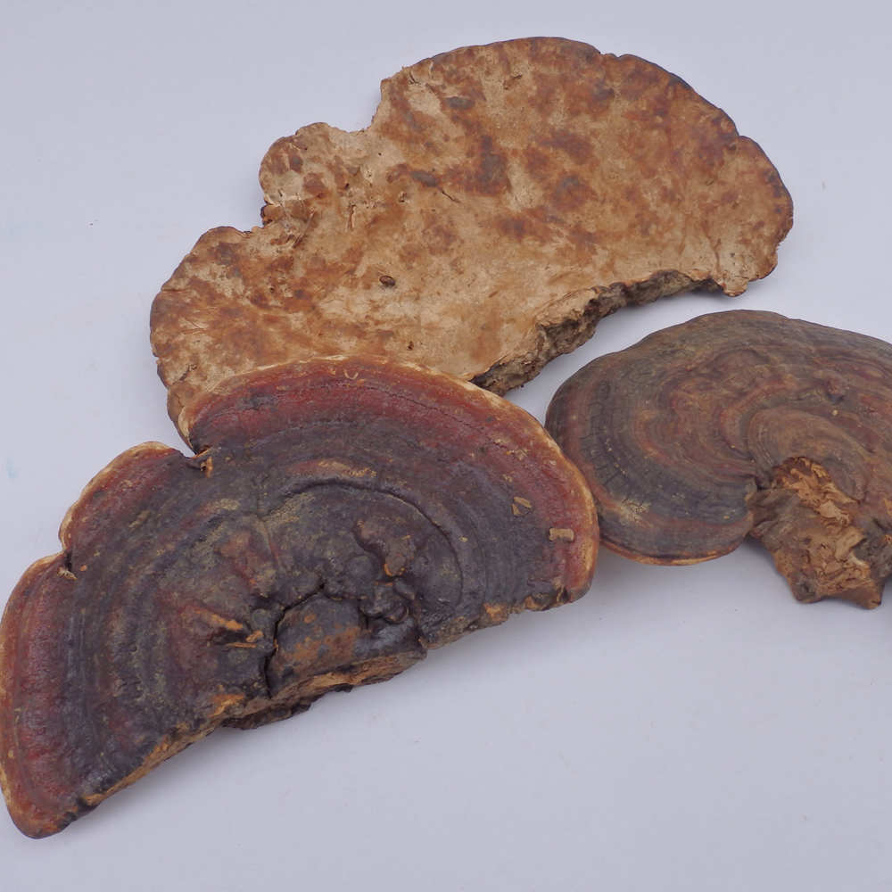 批发冷背奇灵芝中药材唐灵芝林芝灵芝整朵整枝新鲜干货小灵芝赤芝
