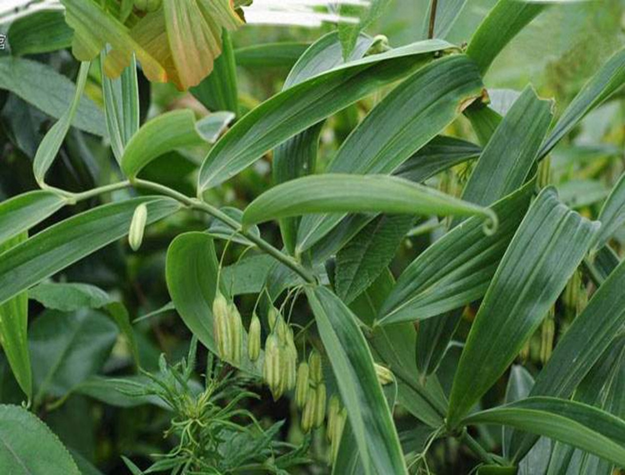 批发:黄精种子 黄精