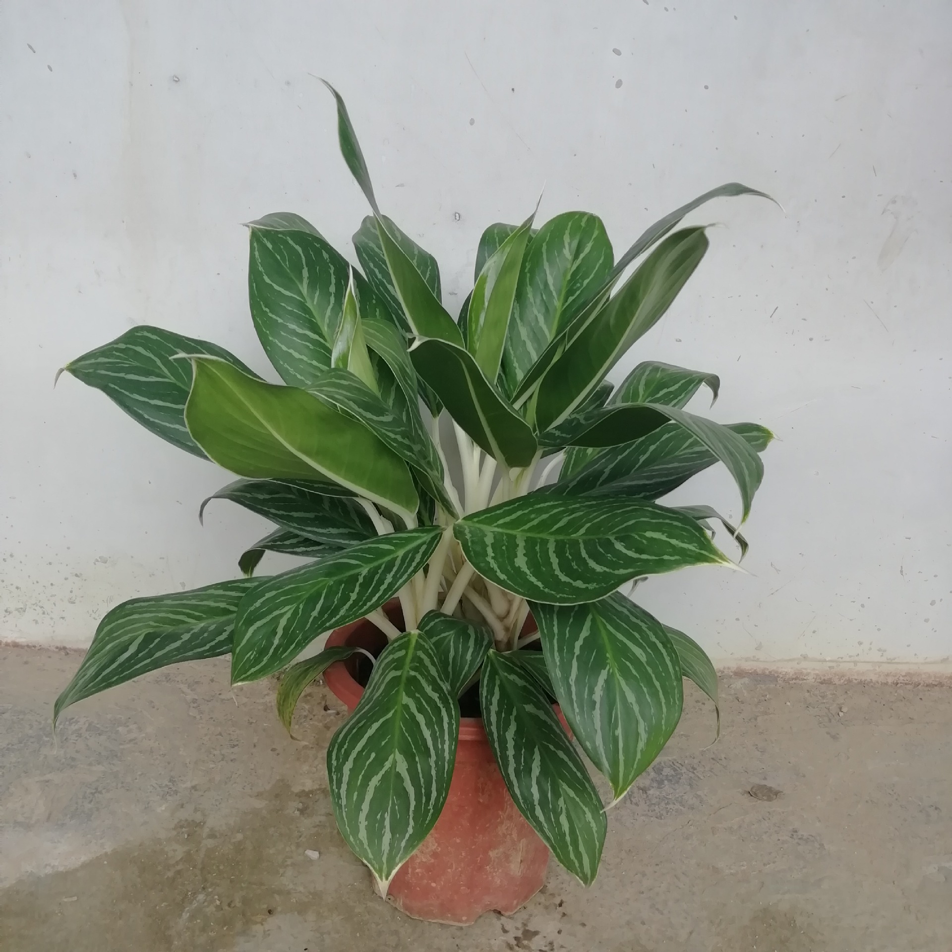 源头基地大量供应室内观赏花卉绿植盆栽 白雪公主a280杯5盆起