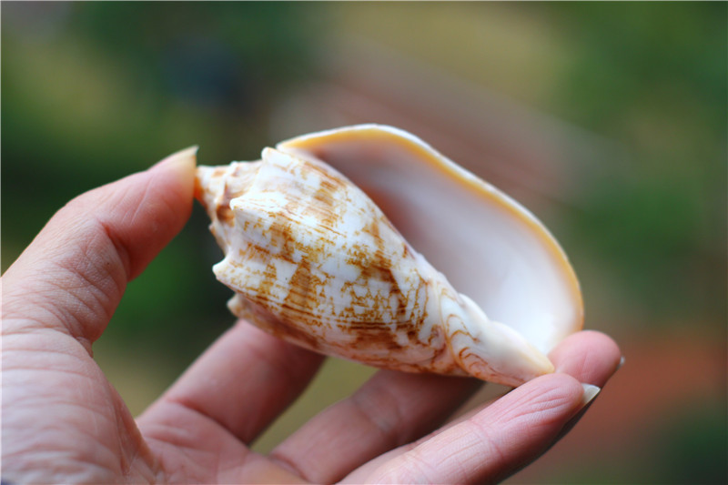 热卖天然海螺贝壳帝王螺 鱼缸水族箱造景观装饰家居办公地台摆件