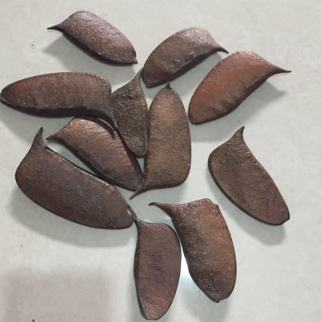 客厅装饰品_刀角果挂饰原材料热带干花客厅 zakka日系