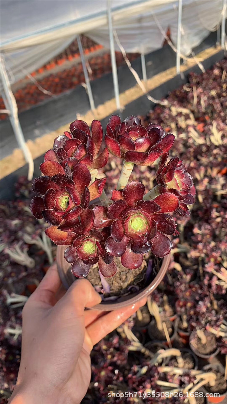 0771云南多肉植物大棚批发 状态红酒解百纳法师多肉小桩品种