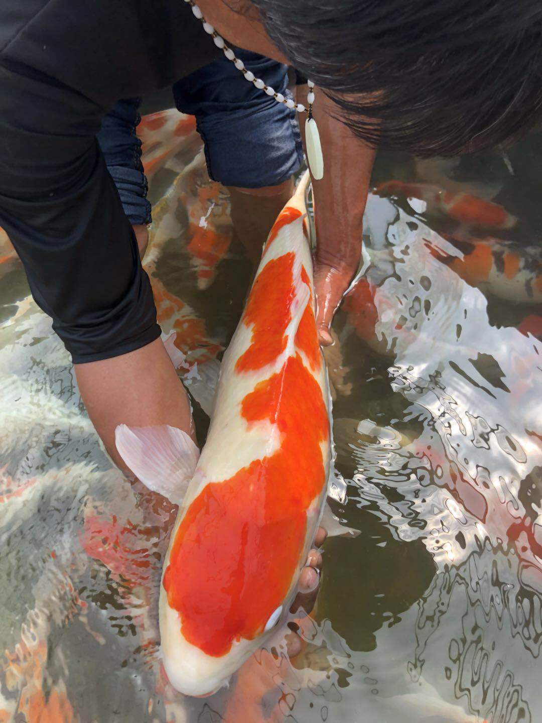 锦鲤鱼大正三色红白锦鲤按斤称红草金饲料鱼观赏鱼活体鱼苗喂奶鱼