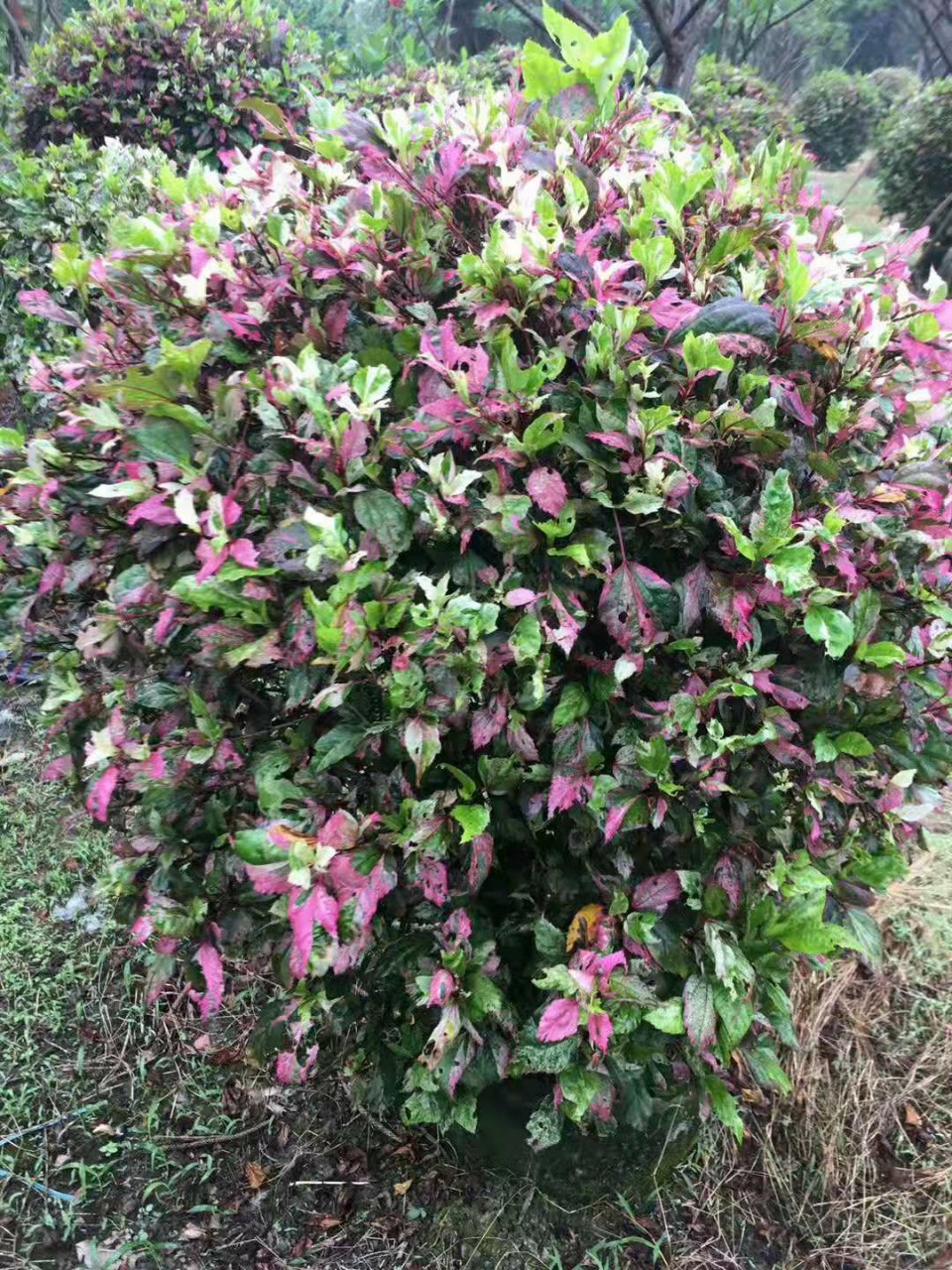 七彩朱槿高80-90cm球形盆栽大红花彩叶绿篱苗木中山基地批发