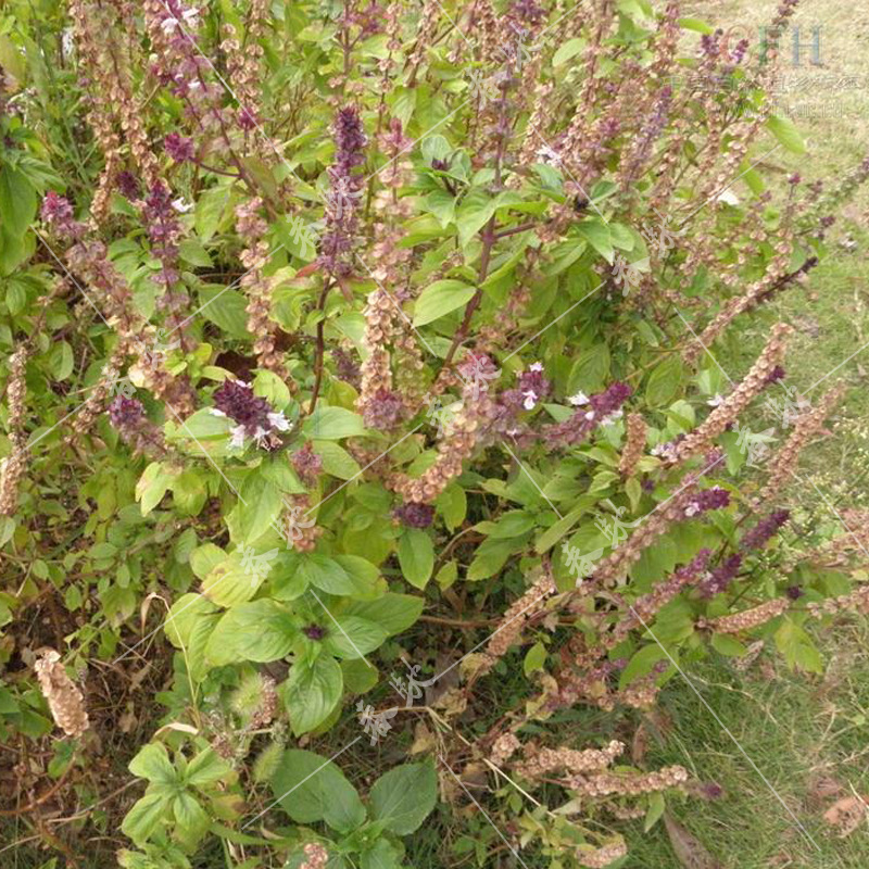 威尔种子批发 香草种子芽苗菜极香罗勒种子纸上种菜葫芦巴种子1g