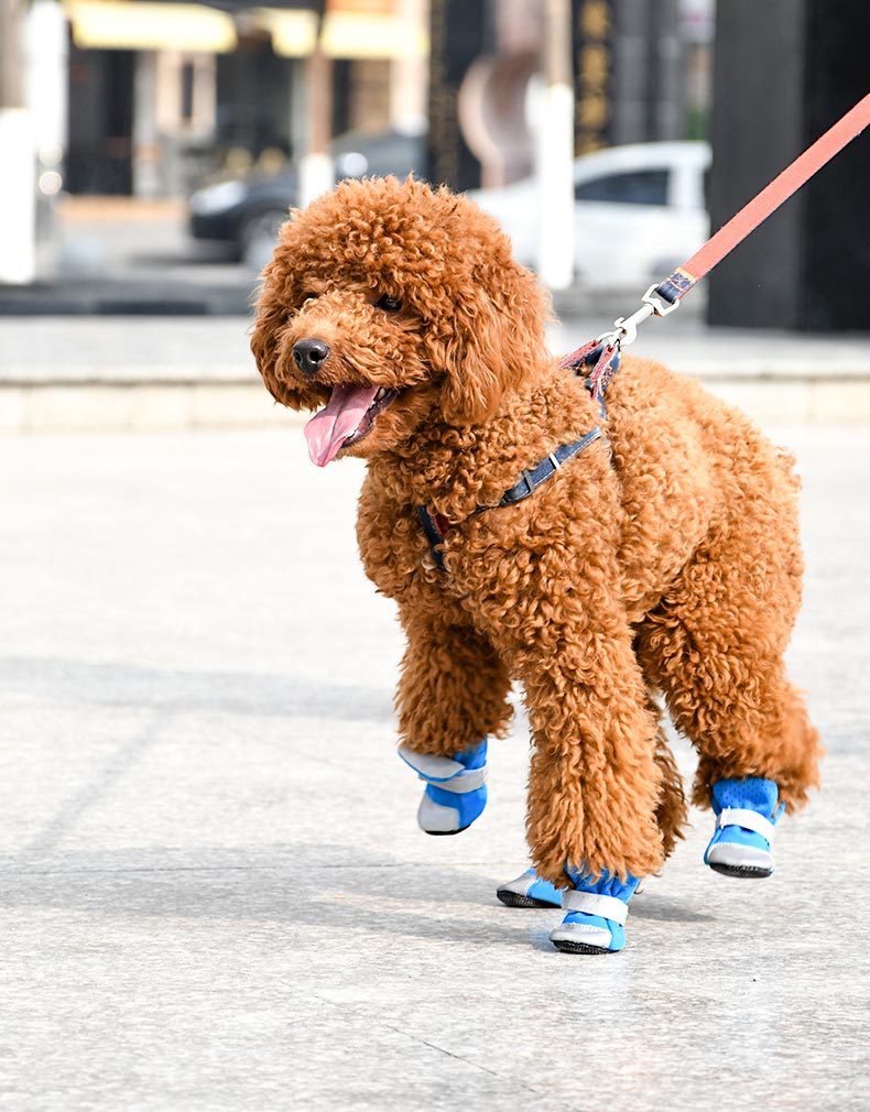 宠物狗狗小型犬宠物雨鞋防水魔术贴防掉泰迪比熊四只装反光软底鞋