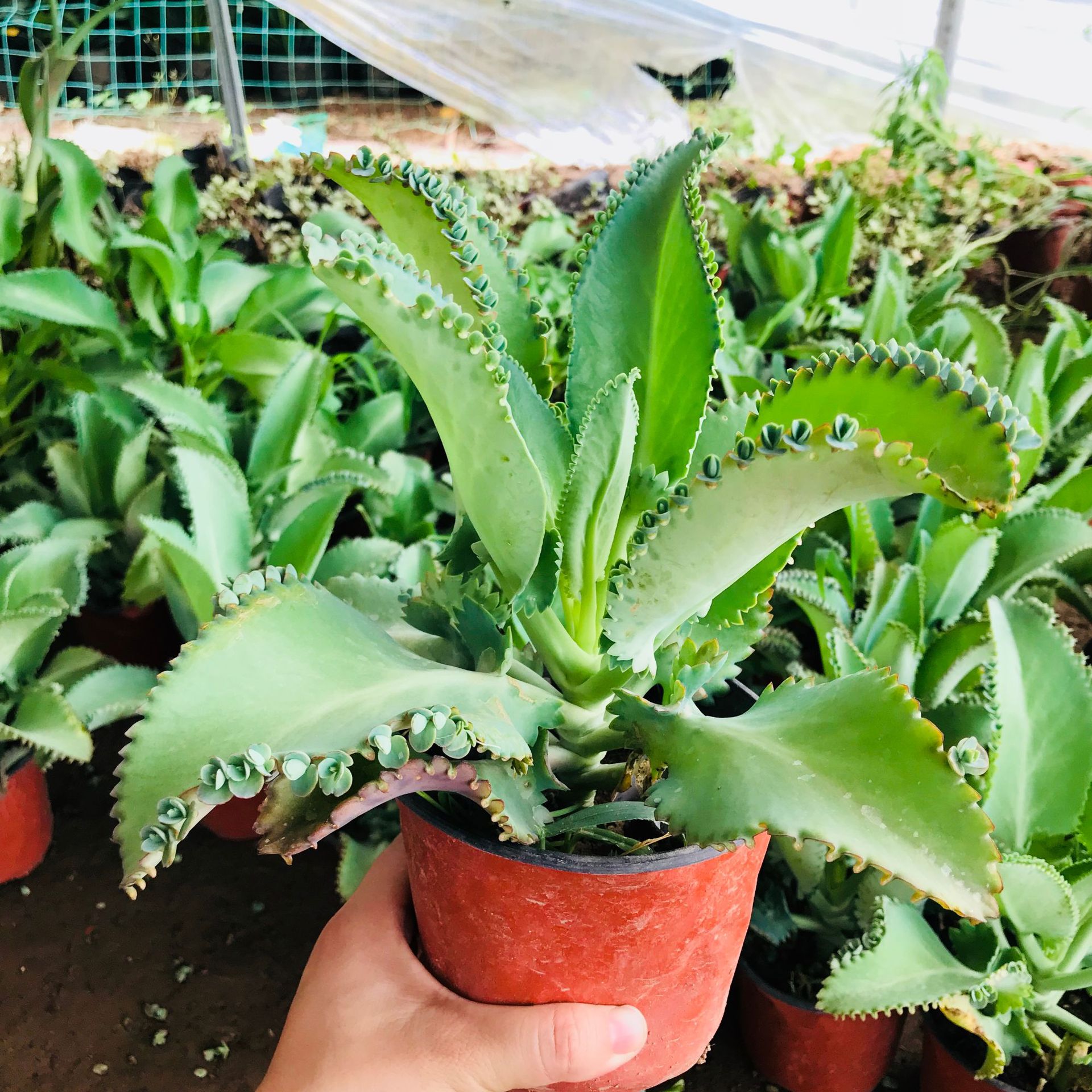 批发宽叶多肉植物不死鸟 室内趣味盆栽新手好养肉肉吸甲醛不死鸟