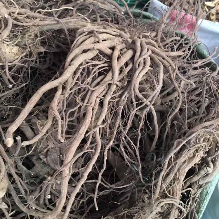 一斤装药材小罗伞 血党 朱砂根 小凉伞 可免费打粉