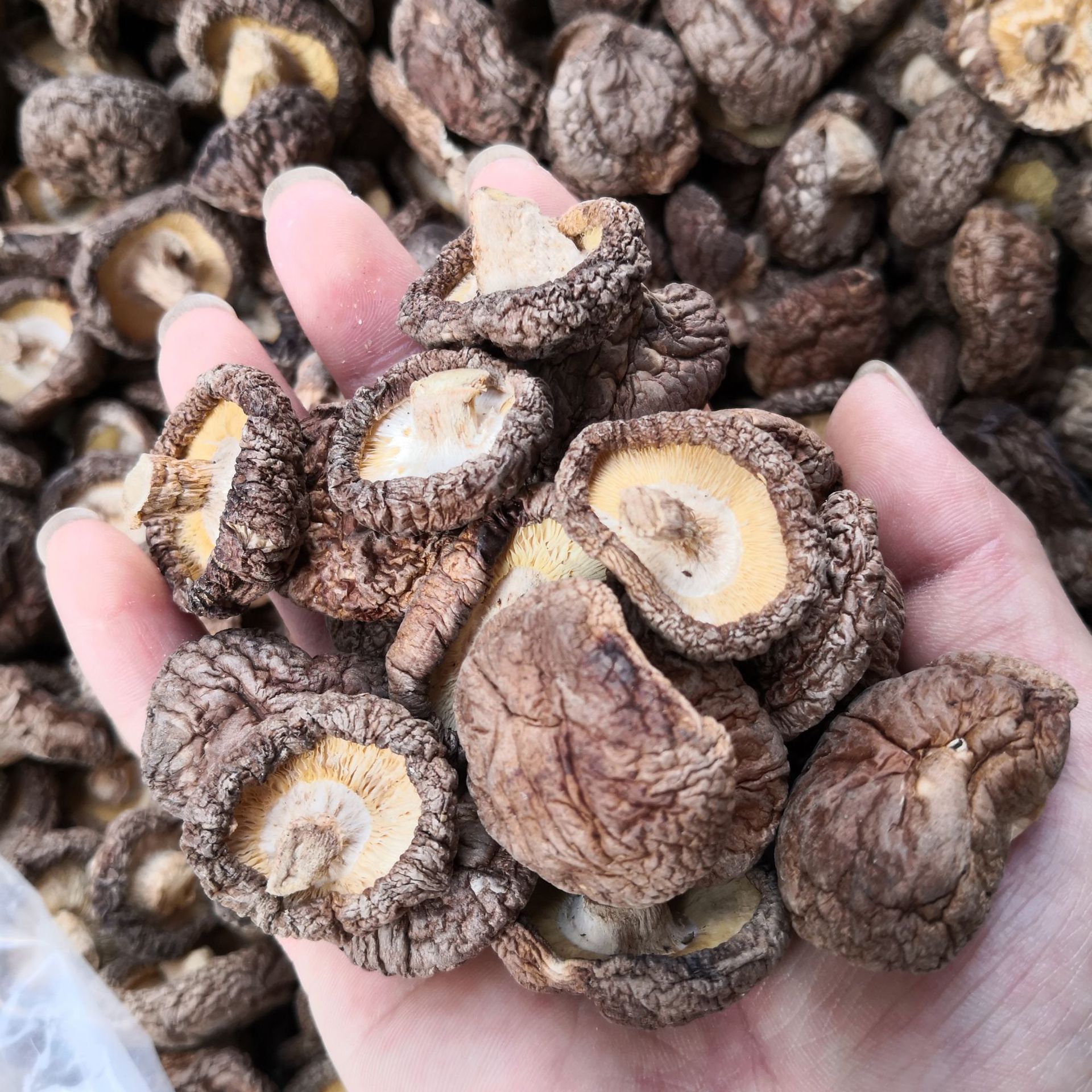 南北干货土特产干香菇500g 古田香菇河北黑面菇光面菇散装农产