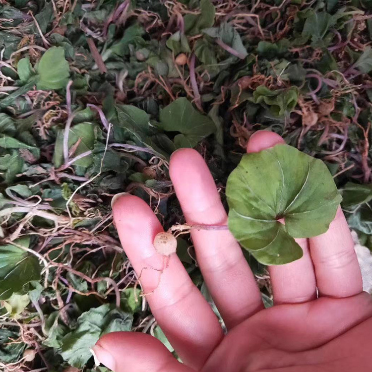 产地直销中药材小叶青天葵野生青天葵新货正品洗水货批发供应