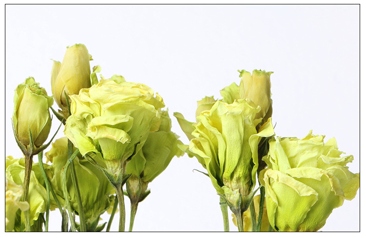 桔梗自然干花真花束花店插花 家居装饰干花 客厅diy插花拍摄道具