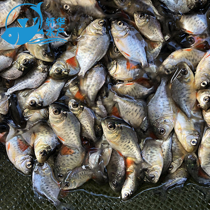 优质淡水白鲳鱼苗鱼塘养殖小型热带养殖鱼苗鲜活鱼苗活体养殖