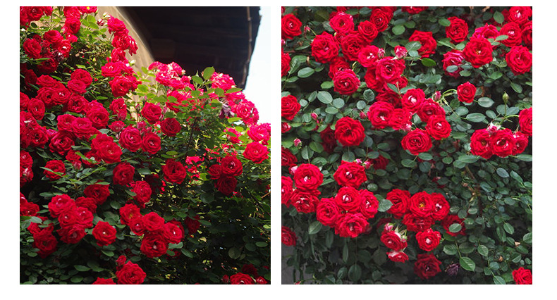 攀援大红小女孩月季多花阳台蔷薇夏令营盆栽微型多头藤本月季花苗